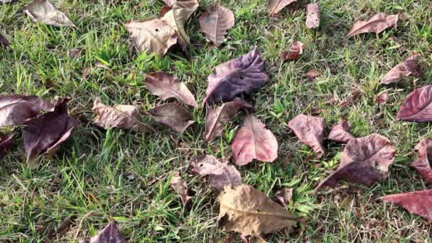 Suche liście spadające na ziemię — Wideo stockowe