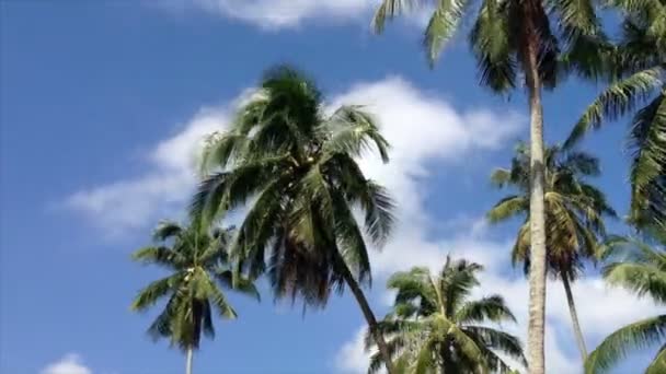 Timelapse jasné oblohy a kokosové stromy v krajině — Stock video