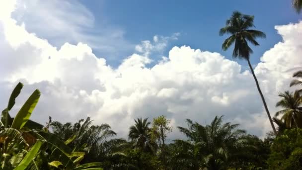 Kırsal Timelapse açık gökyüzü ve Hindistan cevizi ağaçları — Stok video
