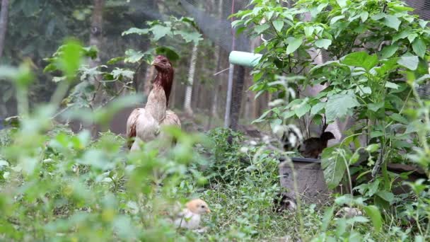 Frango família andando no campo de grama verde — Vídeo de Stock