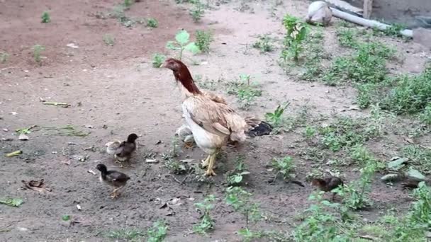 Famille de poulet marchant sur le champ d'herbe verte 