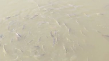 çiftlik balığı besleme