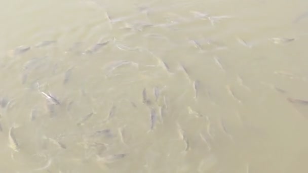 Alimentación de peces — Vídeo de stock