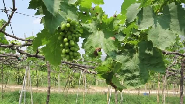 Green grapes natural farm — Stock Video