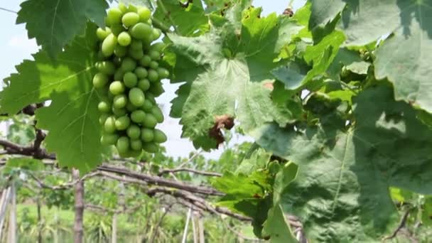 Uvas verdes granja natural — Vídeo de stock