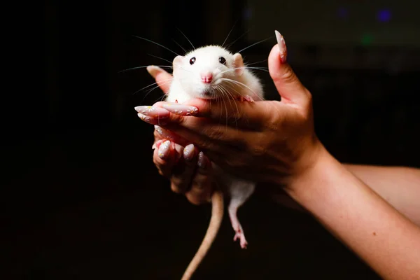 Vit dekorativ råtta i armarna på en svart bakgrund. — Stockfoto