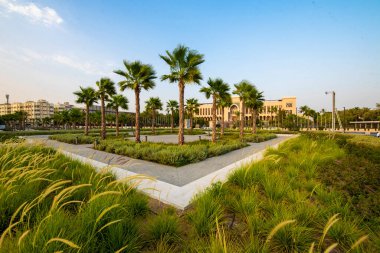 Parktaki palmiye ağaçları