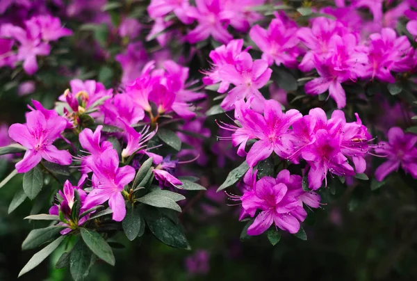 Lila Blommor Och Knoppar Rhododendron Suddig Bakgrund — Stockfoto