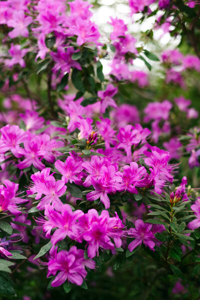 purple flowers and buds of rhododendron, blurred background
