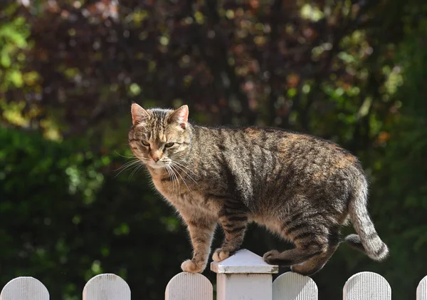 春天的日子里 一只毛绒绒的猫躺在木栅栏上 可敬的绿叶山核桃 乡村猫 — 图库照片