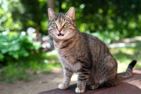 可爱的胖胖的小猫在草丛中显得害怕 震惊或惊讶的画像 高质量的照片 — 图库照片