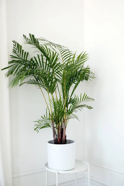 Indoor Pot Plant Background White Wall Transparent Curtain — Stock Photo, Image