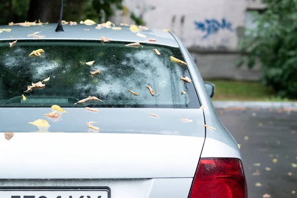 Back window of a gray car parked on the street in autumn rainy day with fallen leaves, rear view. Mock-up for sticker or decals. High quality photo