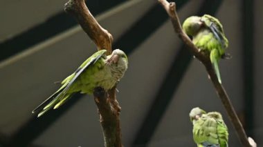 small green parrots sit on a tree branch in the park