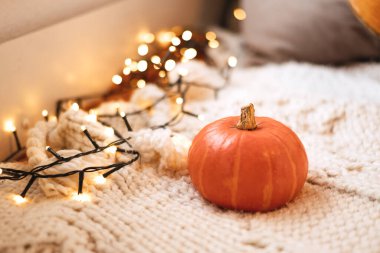 Sonbahar hala hayattır. Beyaz örülü kareli balkabağı - Cadılar Bayramı ev dekoru, sonbahar mevsimi konsepti, sıcak, hygge, rahat, kırsal tarz ev dekorasyonu, kopya alanı, afiş.