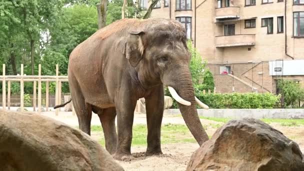 Elefant Asiatic Maiestuos Plimbare Grădina Zoologică Din Kiev — Videoclip de stoc