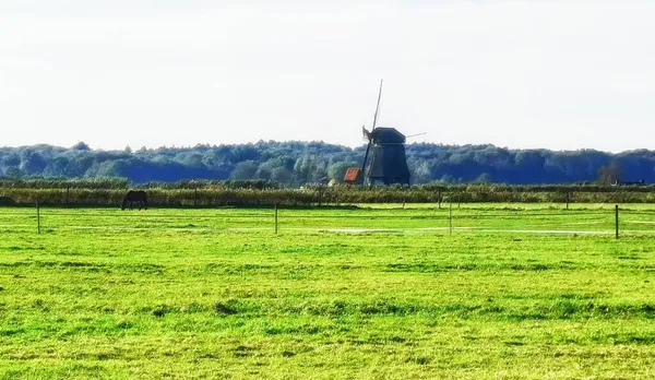 荷兰风车和牧场上的马 — 图库照片