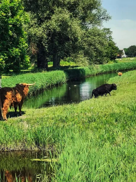 Vacas Uma Área Natural Perto Uitgeest Países Baixos — Fotografia de Stock