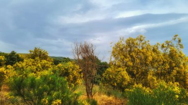 Ciane Nehri Doğal Rezervinin Yeşil Sahneleri (Riserva Naturale Fiume Ciane-Saline di Siracusa) Syracuse, Sicilya, İtalya.