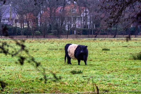 Belted Galloway Black White Cows Misty Autumn Meadow Netherlands Black — Fotografia de Stock