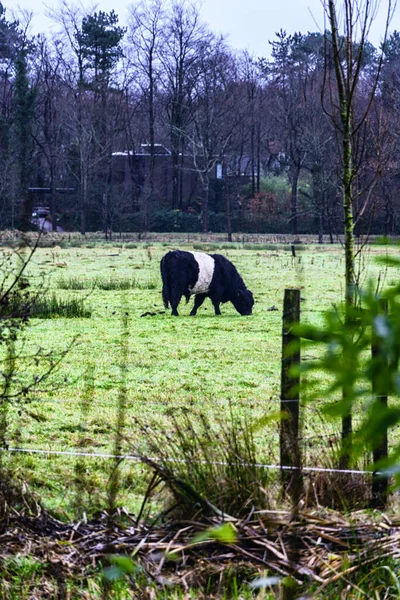 オランダの霧深い秋の牧草地にあるBelted Galloway黒牛と白牛 緑の芝生の牧草地に黒と白の牛 — ストック写真