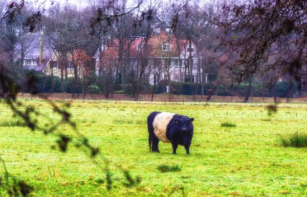 Belted Galloway Black White Cows Misty Autumn Meadow Netherlands Black — Fotografia de Stock