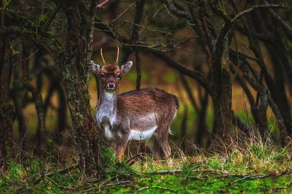 达玛达玛 站在秋天的森林里 幼小的鹿角动物在树叶上看着摄像机 在林地里发现不成熟的哺乳动物在观看 — 图库照片