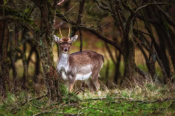 날씨에 데마다 나라는 사슴입니다 독사는 가을에 나뭇잎 카메라를 쳐다보고 있었다 — 스톡 사진