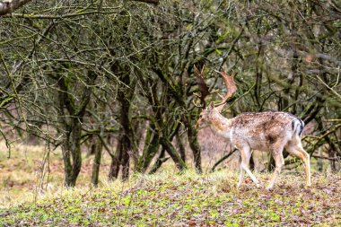 Amsterdam Su Tedarik Kum tepelerinde (Amsterdamse Waterleidingduinen) boynuzlu geyik geyiği (Dama dama), bir doğa koruma alanıdır.