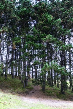 3400 hektarlık arazisiyle, Amsterdamse Waterleidingduinen Hollanda 'nın en büyük sürekli yürüme alanlarından biridir ve Amsterdam' ın içme suyunun 2 / 3 'ü Waterleidingduinen' de önceden arındırılmıştır..