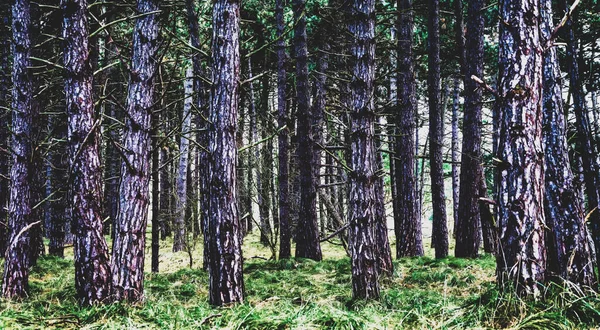 Bosques Waterleidingduinen Heemstede Zandvoort Vogelenzang Aerdenhout Noord Holland Países Bajos — Foto de Stock