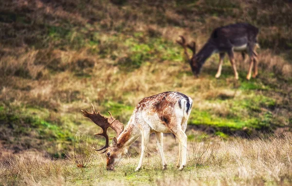 Fallow Deer Buck Dama Dama Con Corna Nelle Dune Rifornimento — Foto Stock