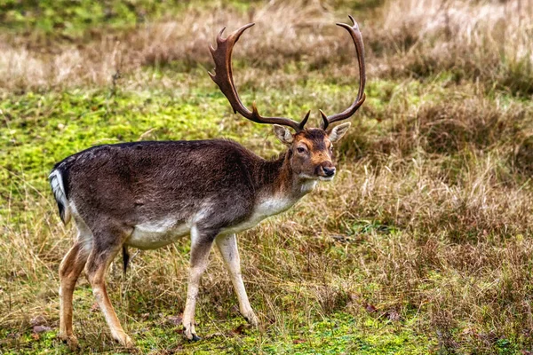 Fallow Deer Male Dama Dama Stags Amsterdamse Waterleidingduinen Netherlands Wildlife — 스톡 사진
