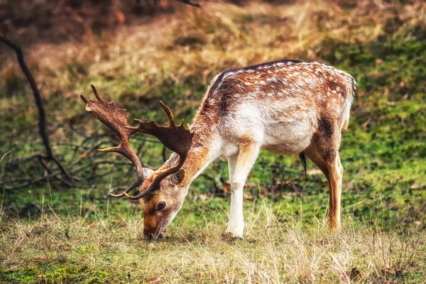 Male Fallow Deer Dama Dama Mosses Grazing Amsterdamse Waterleidingduinen Head — 스톡 사진