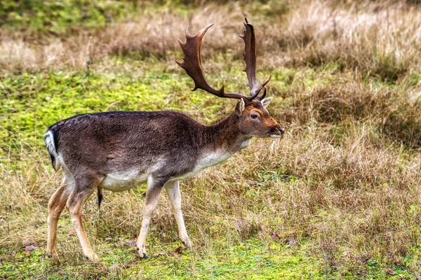 Fallow Deer Male Dama Dama Stags Amsterdamse Waterleidingduinen Netherlands Wildlife — 스톡 사진