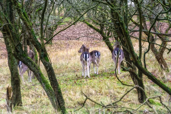 Group Allow Deer Does Dama Dama Amsterdam Water Supply Dunes — Stockfoto