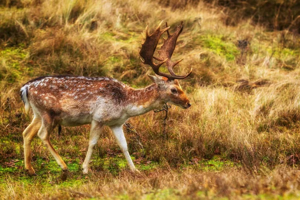 Fallow Deer Rutting Season — 스톡 사진