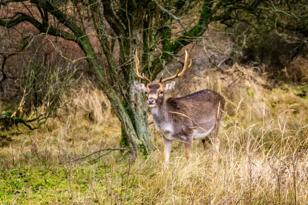 Fallow Deer Dama Dama Male Nature Reserve Amsterdamse Waterleidingduinen Zandvoort — 스톡 사진