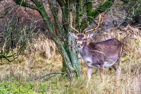 Fallow Deer Dama Dama Male Nature Reserve Amsterdamse Waterleidingduinen Zandvoort — 스톡 사진