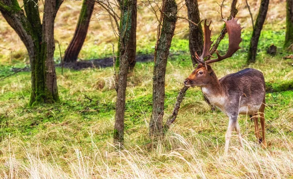 Fallow Deer Buck Dama Dama Antlers Seen Amsterdam Water Supply — 스톡 사진