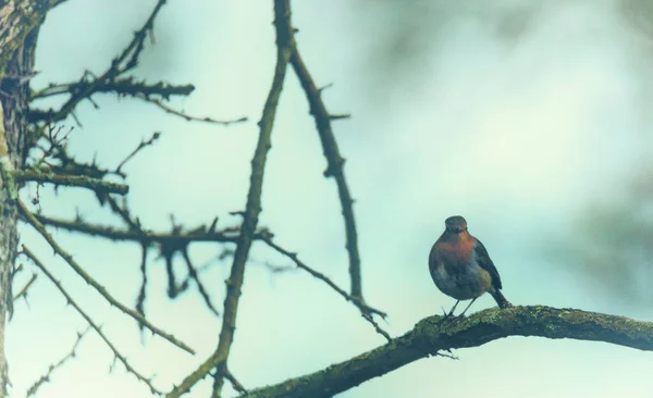 欧洲知更鸟 Erithacus Rubecula 在欧洲英语国家最常见的通称为知更鸟 Robin 是一种食虫的小知更鸟 以前曾被列为画眉科的一员 — 图库照片