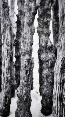 trunks to defend the city from the tides, Plage de l'ventail beach in Saint-Malo, Ille-et-Vilaine, Brittany,