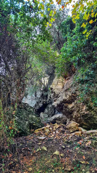 Die Dichten Wälder Der Insel Skopelos Sind Von Kiefern Bedeckt — Stockfoto