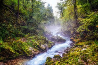 Slovenya 'daki Triglav Ulusal Parkı' nda Vintgar Vadisi (Soteska Vintgar)