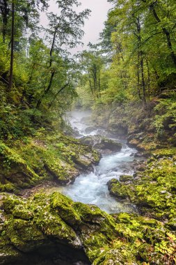 Slovenya 'daki Triglav Ulusal Parkı' nda Vintgar Vadisi (Soteska Vintgar)