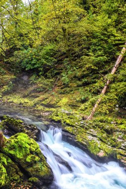 Slovenya 'daki Triglav Ulusal Parkı' nda Vintgar Vadisi (Soteska Vintgar)