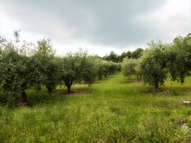 Büyük ve eski antik zeytin ağacı Akdeniz'de Zeytin bahçesinde