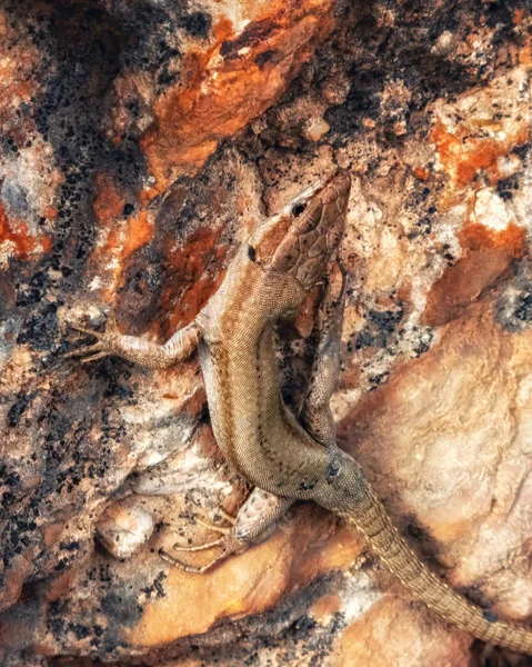 Viviparous Lizard Close Brown Beautiful Lizard Stone Background Macro Photography — 스톡 사진