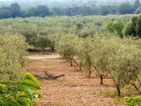 Big Old Ancient Olive Tree Olive Garden Mediterranean — Stock Photo, Image