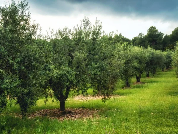 Big Old Ancient Olive Tree Olive Garden Mediterranean — Stock Photo, Image